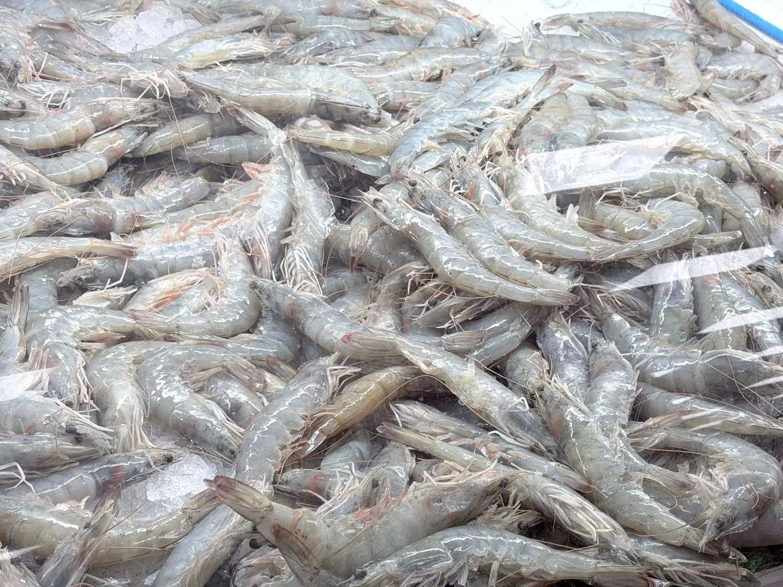 Fresh Head-On Shrimp Raw, 1lb