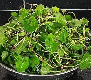 Asiatic Pennywort 1 lb