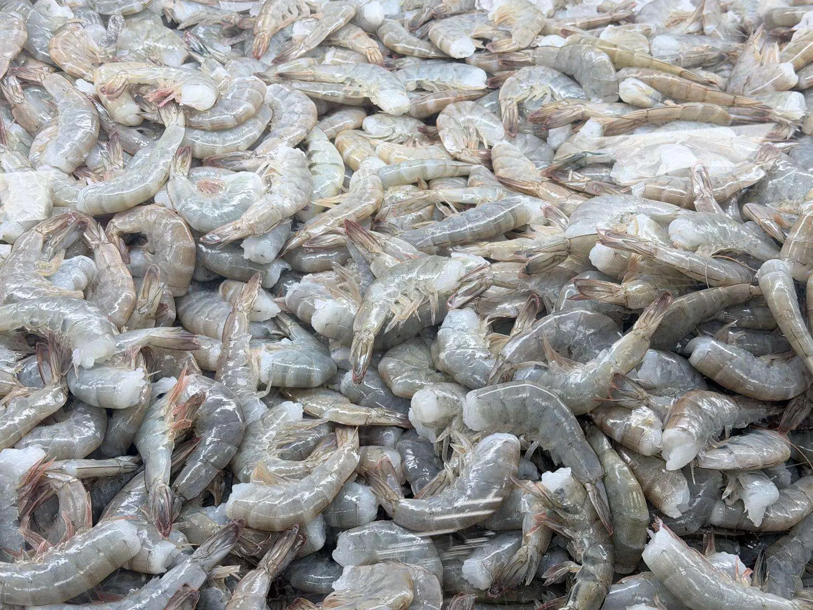 1lb Fresh Headless Shrimp - Raw, Shell-On