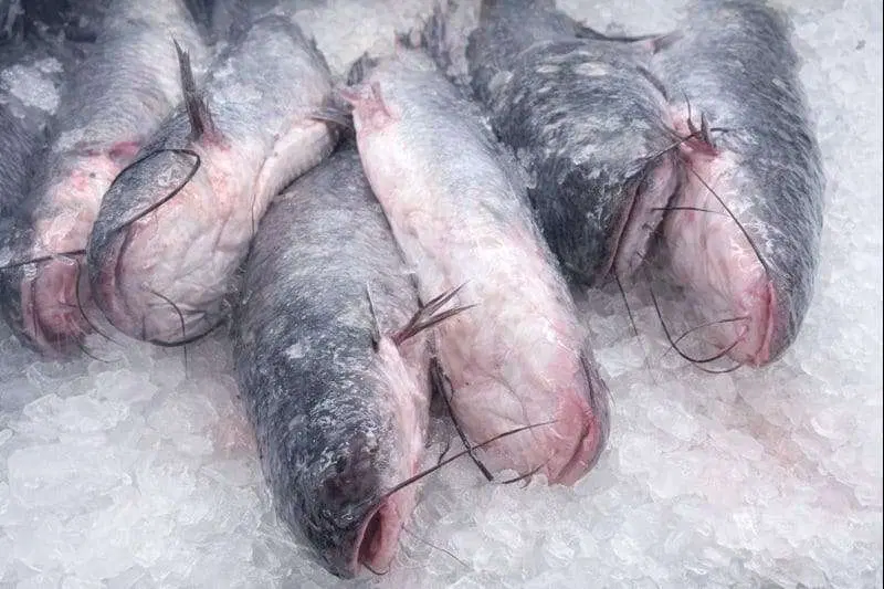 Fresh Whole Catfish (5lbs)